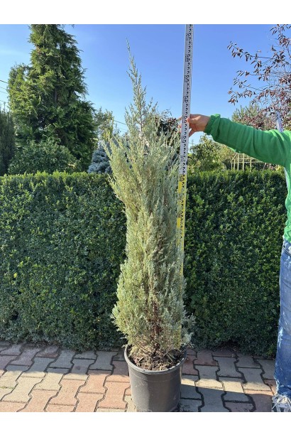 Можжевельник скальный Мунглоу-35л/вис.140-160см/Ø40-50см/6років